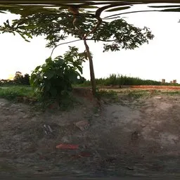 Tree and Urban Horizon – HDRI