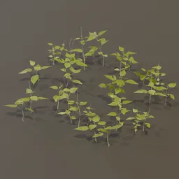 Circaea Lutetiana Weed Plant Small