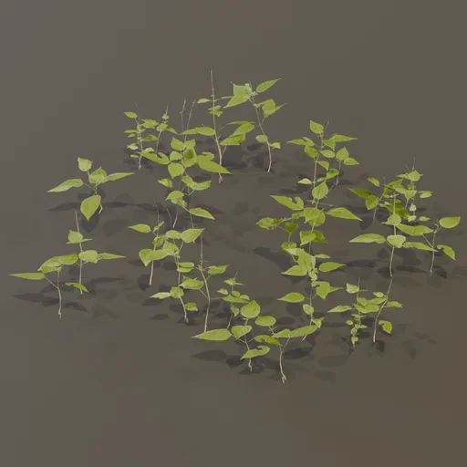 Circaea Lutetiana Weed Plant Small