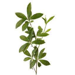 Forsythia viridissima Atlas