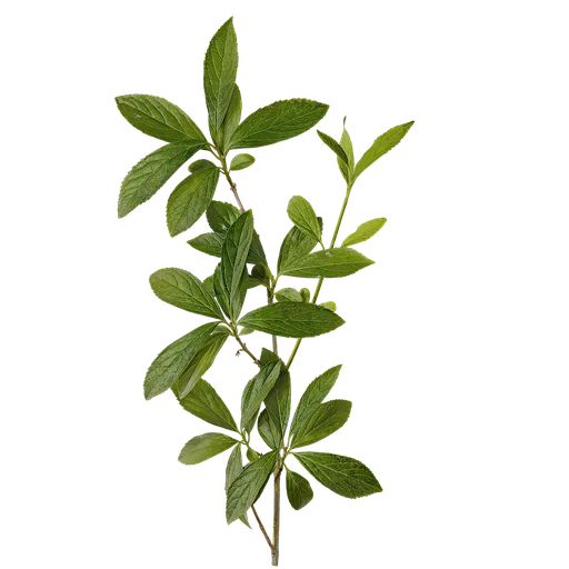 Forsythia viridissima Atlas