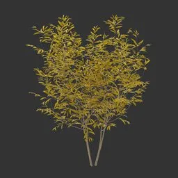 Bush Autumn Plant
