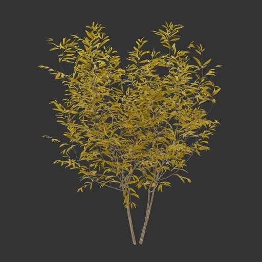 Bush Autumn Plant