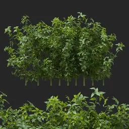 simple bush