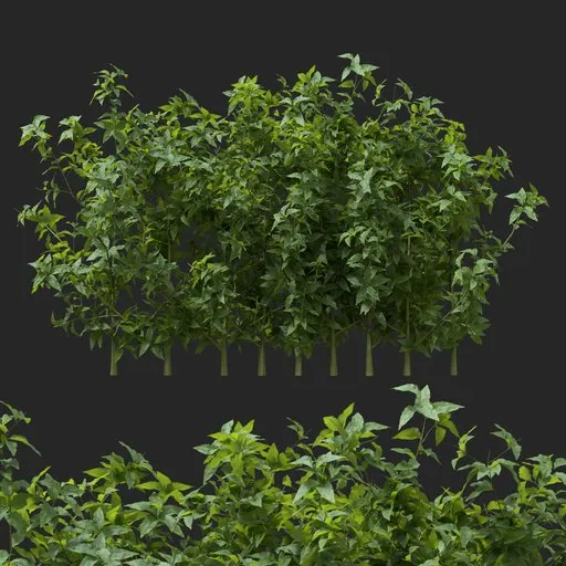 simple bush