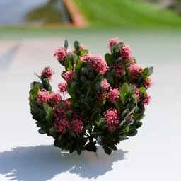 Plant Skimia Japonica