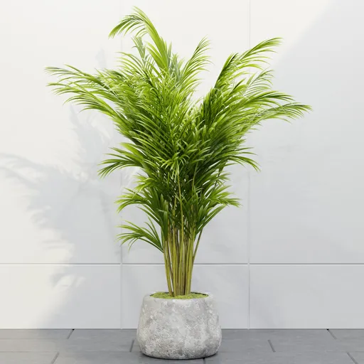 Areca Palm in Stone Planter