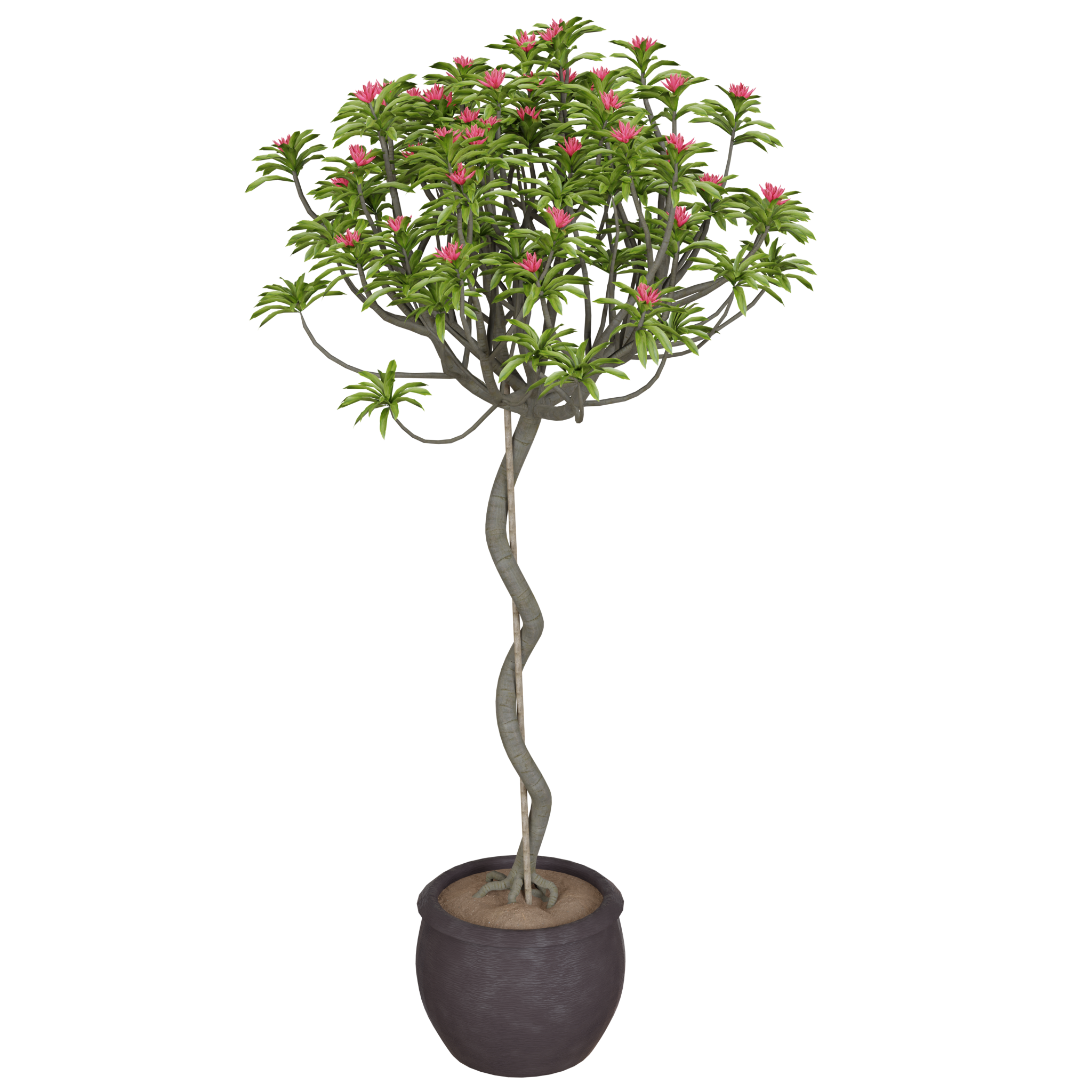Plant Outdoor Plants models BlenderKit