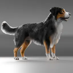 Dog Australian Shepherd cycle Animated