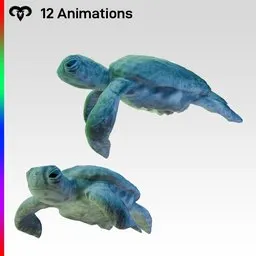 Baby Turtle Animated