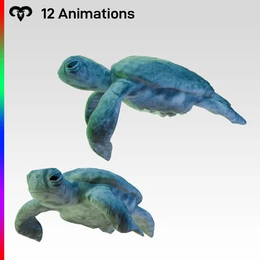 Baby Turtle Animated