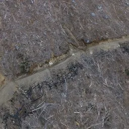 Dirt Road Clearcut Photoscan