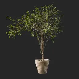 Plant