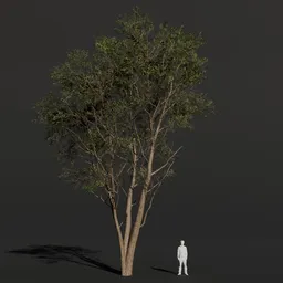 Black Alder Large Tall