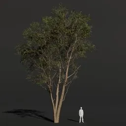 Black Alder Large Tall