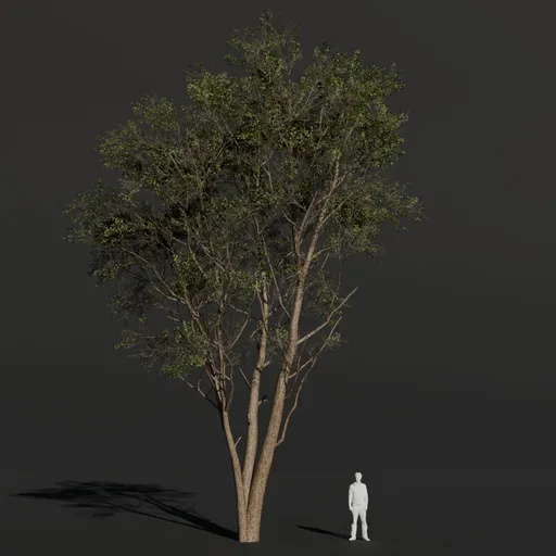 Black Alder Large Tall