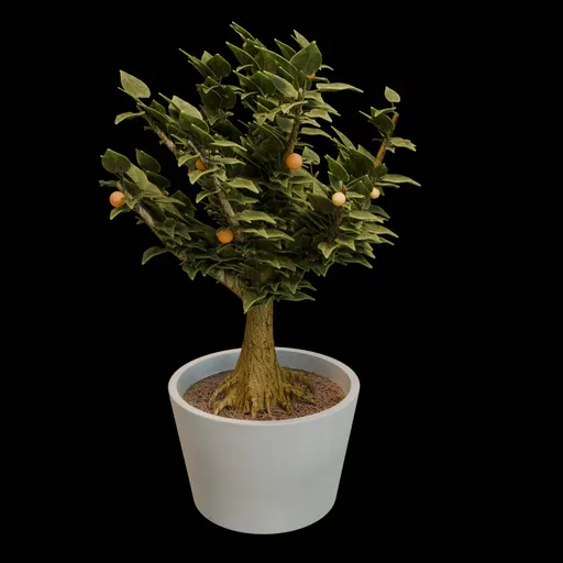 Plant in pot
