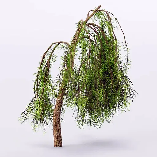 Detailed weeping willow 3D model with realistic PBR textures, perfect for Blender scenes and landscaping.