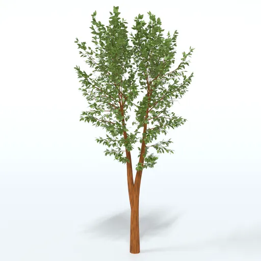 Cartoon Tree