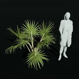 Caraday Palm Sapling Var