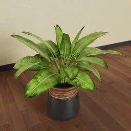 Banana Plant