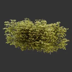 Multiple Bush Plant