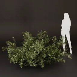 SJ-Wind Touched Meadow Bush