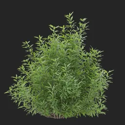 Simple Bush plant