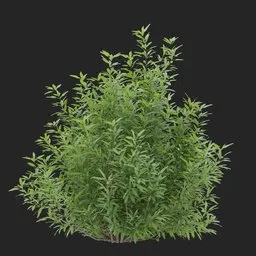 Simple Bush plant