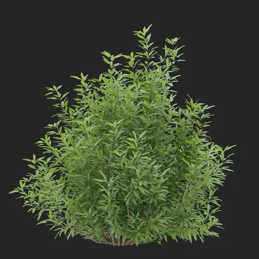 Simple Bush plant