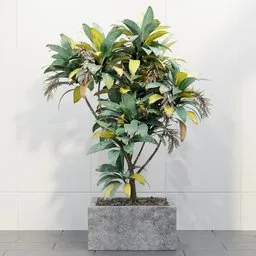 Variegated Tropical Indoor Tree