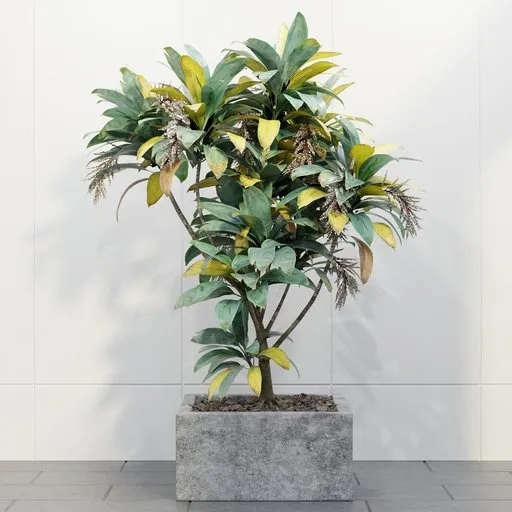 Variegated Tropical Indoor Tree