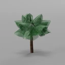 Coconut Tree