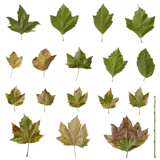 Platanus x acerifolia Leaf
