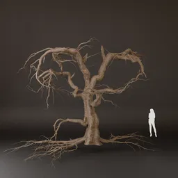 SJ-Old Tree Without Leaves