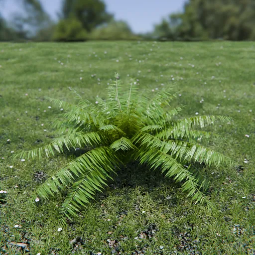 Hard Fern