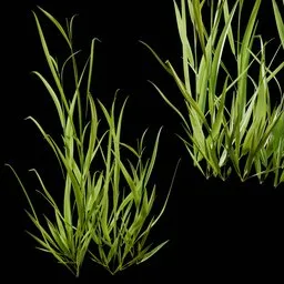Grass