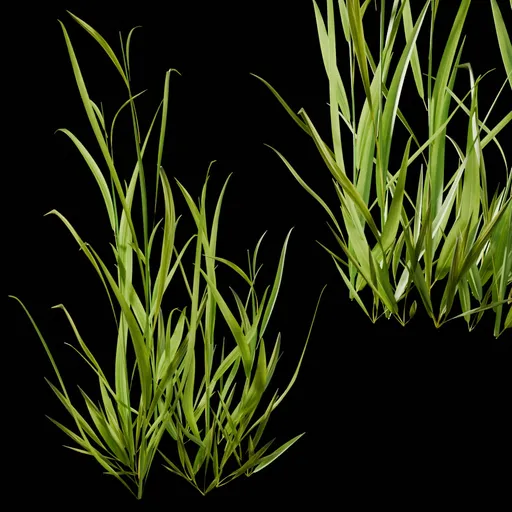 Grass