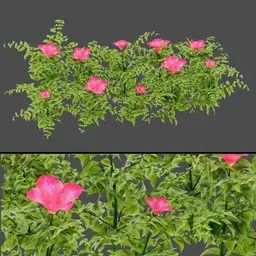 White Flower Plant