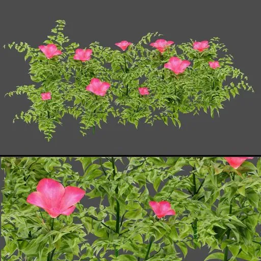 White Flower Plant