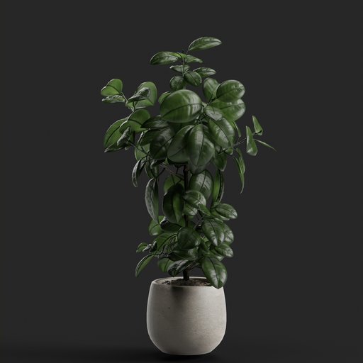 Thumbnail: Kala plant