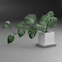 Monstera Plant Pot