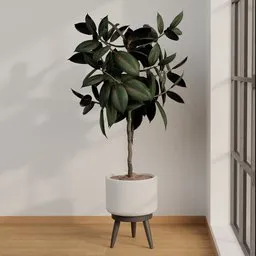 Indoor Rubber fig Plant