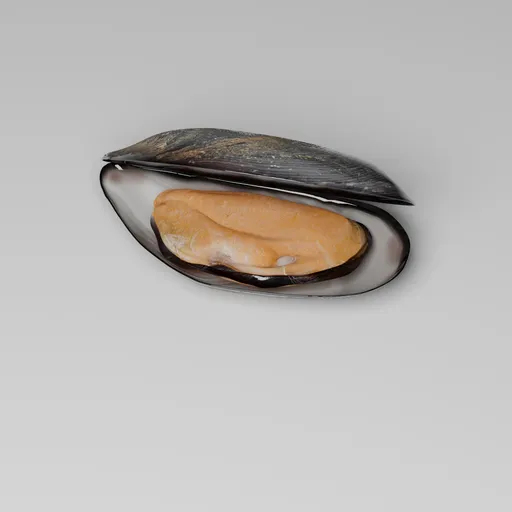 Mussel