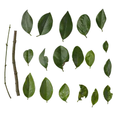 Ligustrum compactum Leaf