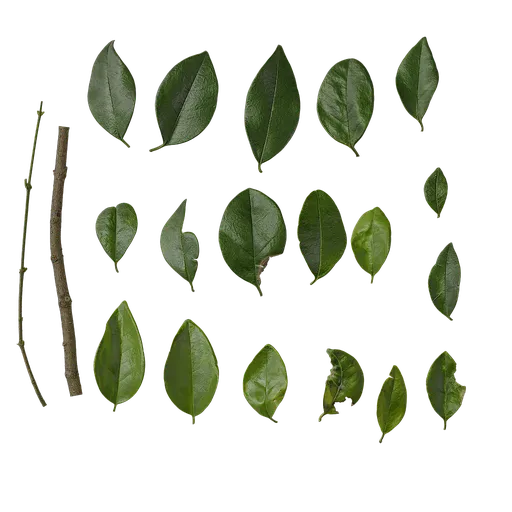 Ligustrum compactum Leaf