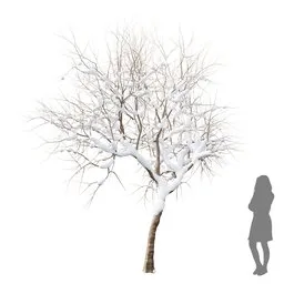 Fruit Tree Amygdalus Persica Peach