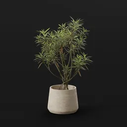 Honey Spurge Bush Med Plant Potted