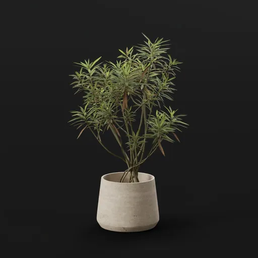Honey Spurge Bush Med Plant Potted