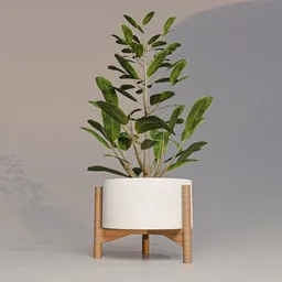 Indor vase plant